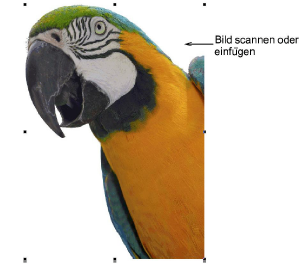 ColorPhotoStitchPecan.png