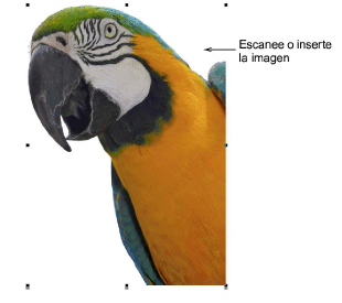 ColorPhotoStitchPecan.png