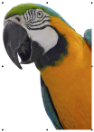 ColorPhotoStitchPecan.png