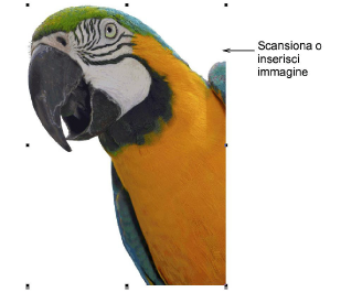 ColorPhotoStitchPecan.png